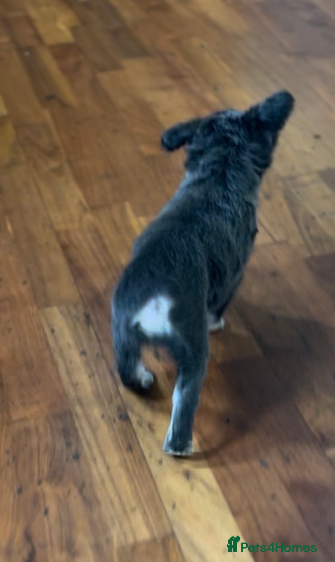 French Bulldog dogs for sale: French bulldog pups reduced what’s left now  - Image 31