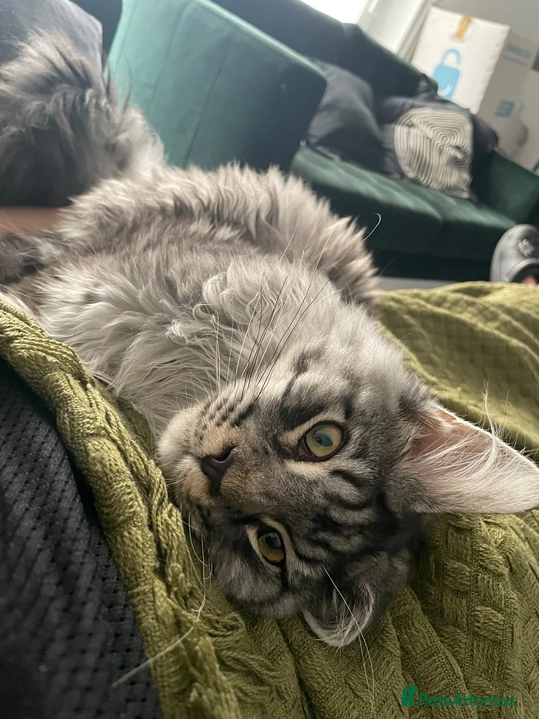 Maine Coon cats for sale: Male Maine coon for adoption  - Advert 2