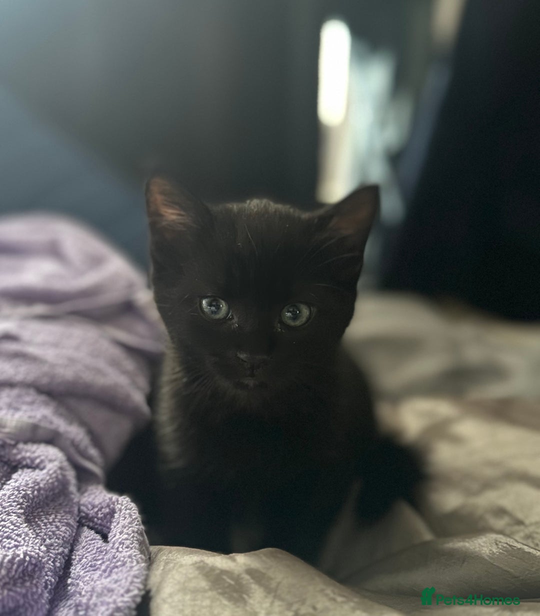 American Shorthair Small Black Cat Breed Black Cat Facts: 10 Fun