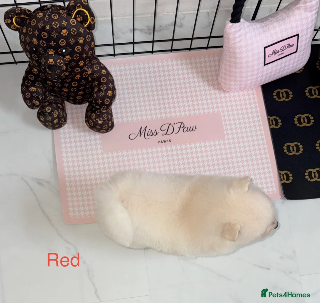Japanese Spitz dogs for sale: Beautiful Japanese spitz puppy’s  - Advert 11