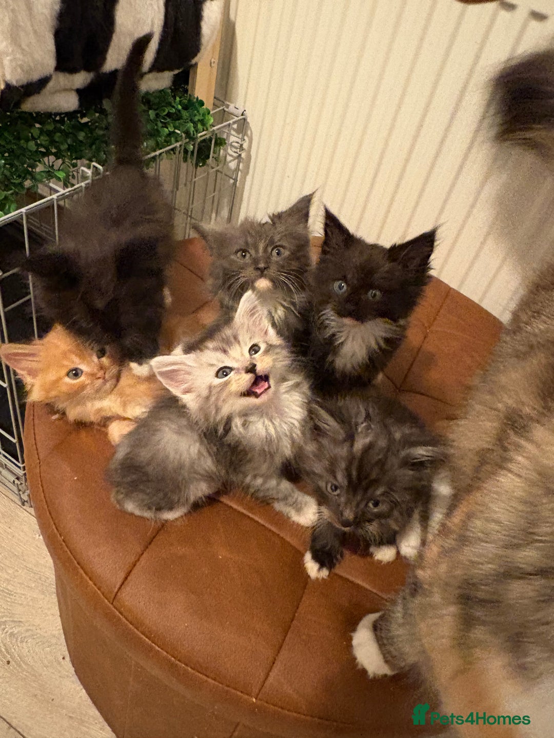 Maine Coon cats for sale: Maincoon X Ragdoll - Advert 1