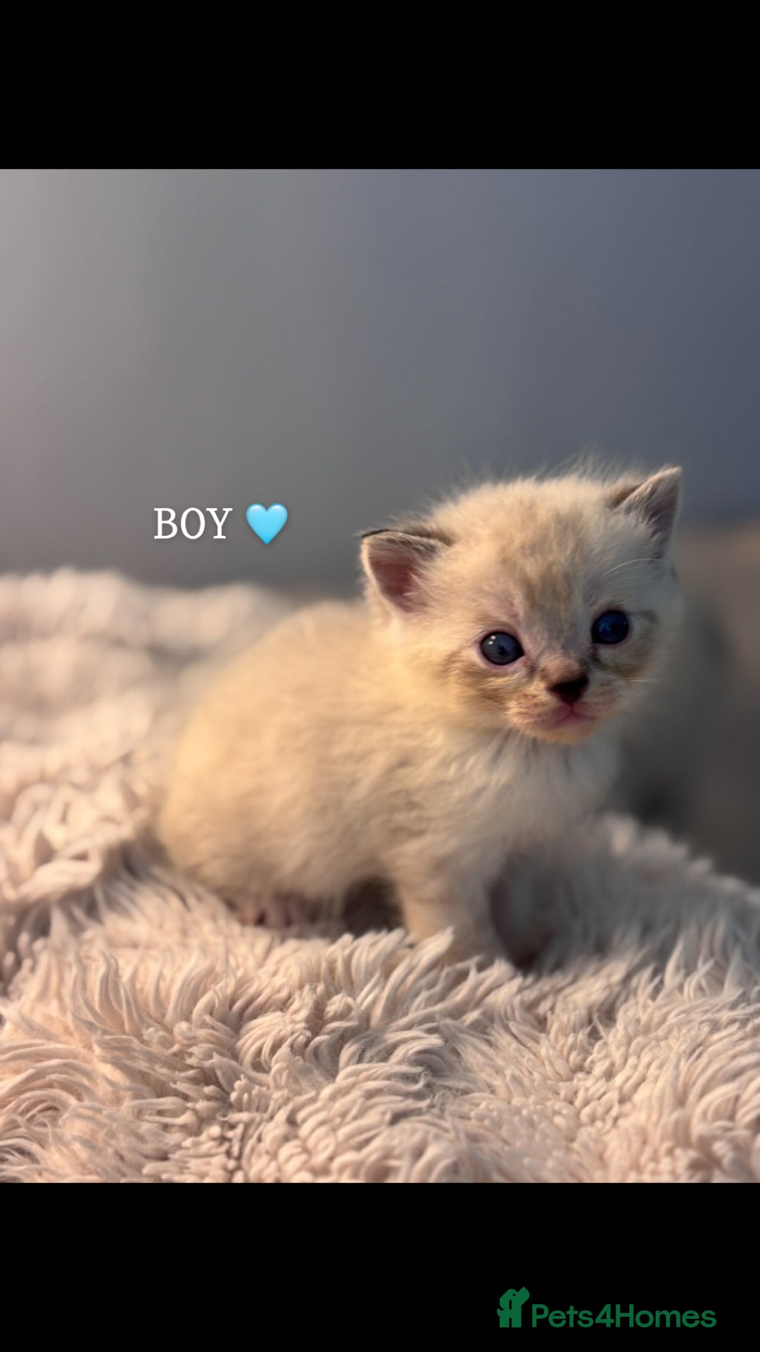 Persian cats for sale: Adorable Persian × Bengal Kittens  - Image 7