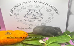 Hamster rodents for sale: Pedigree Syrian hamsters  - Image 5