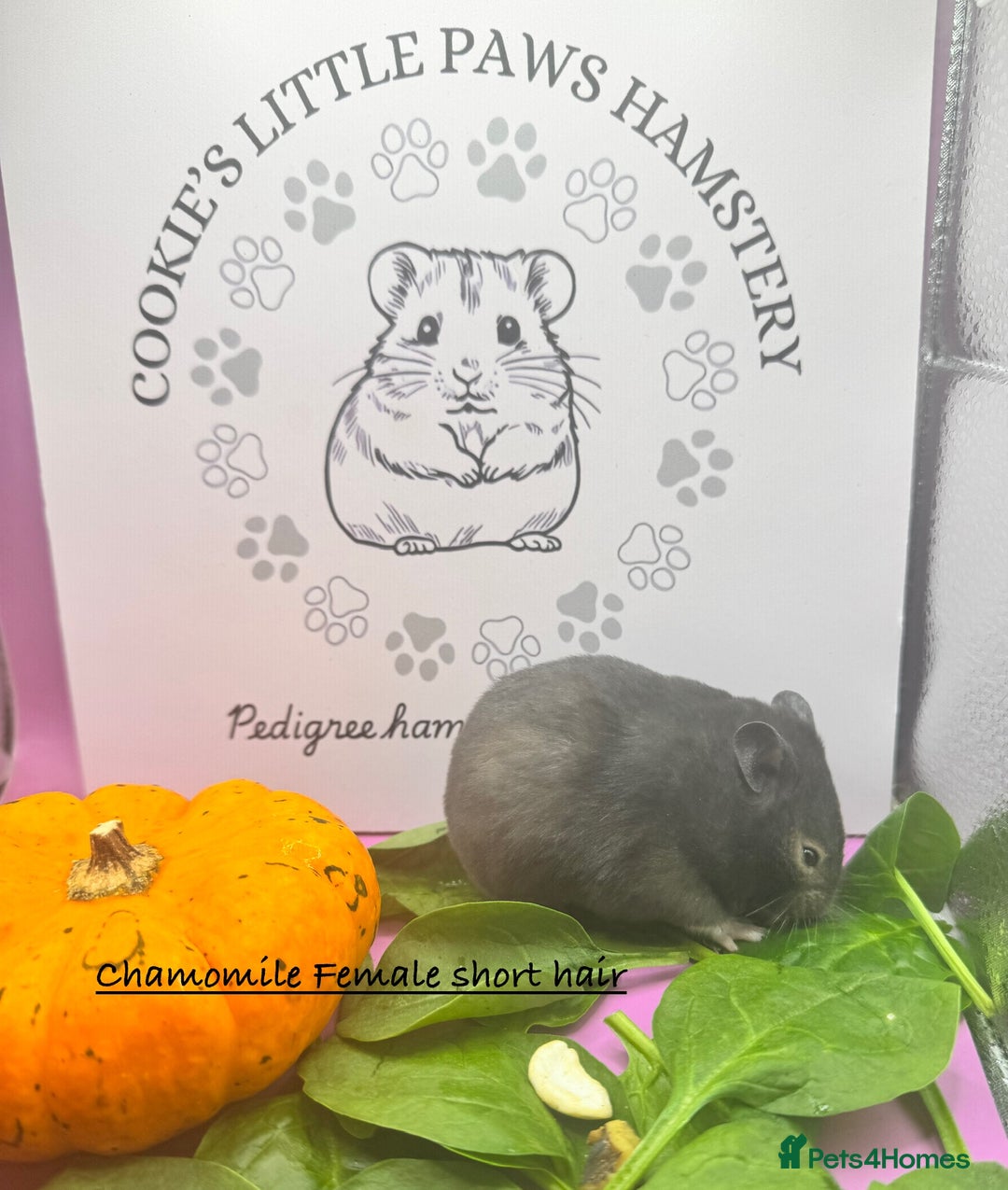 Hamster rodents for sale: Pedigree Syrian hamsters  - Image 5