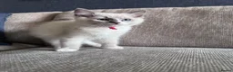 Ragdoll cats for sale: 🐾GCCF registered Blue and Lilac kittens🐾 - Advert 8