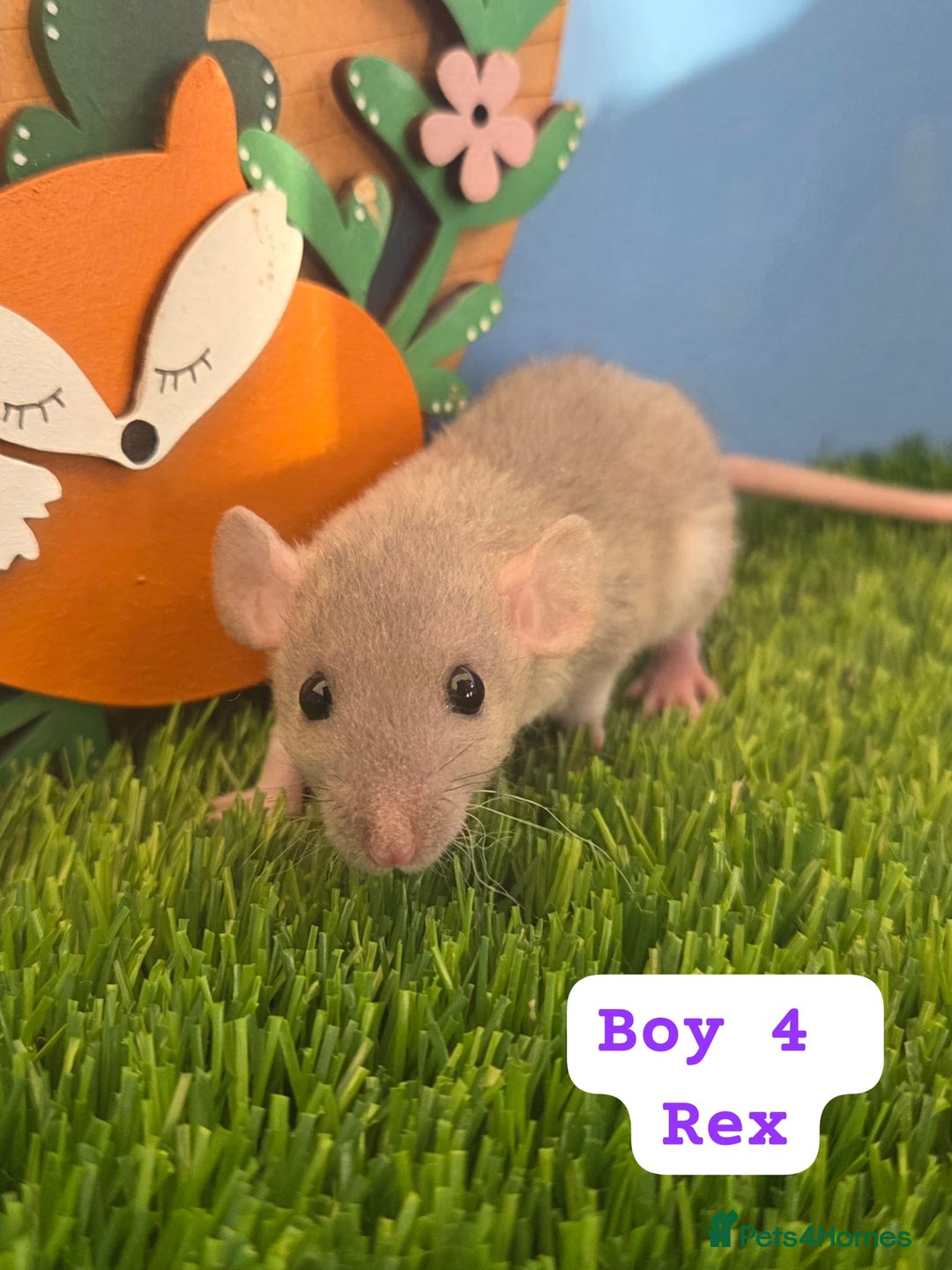 Rat rodents for sale: Baby Dwarf Rats Males Females  - Advert 4