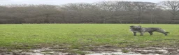 Mixed Breed dogs for sale: Deerhound X Wolfhound puppies  - Advert 21