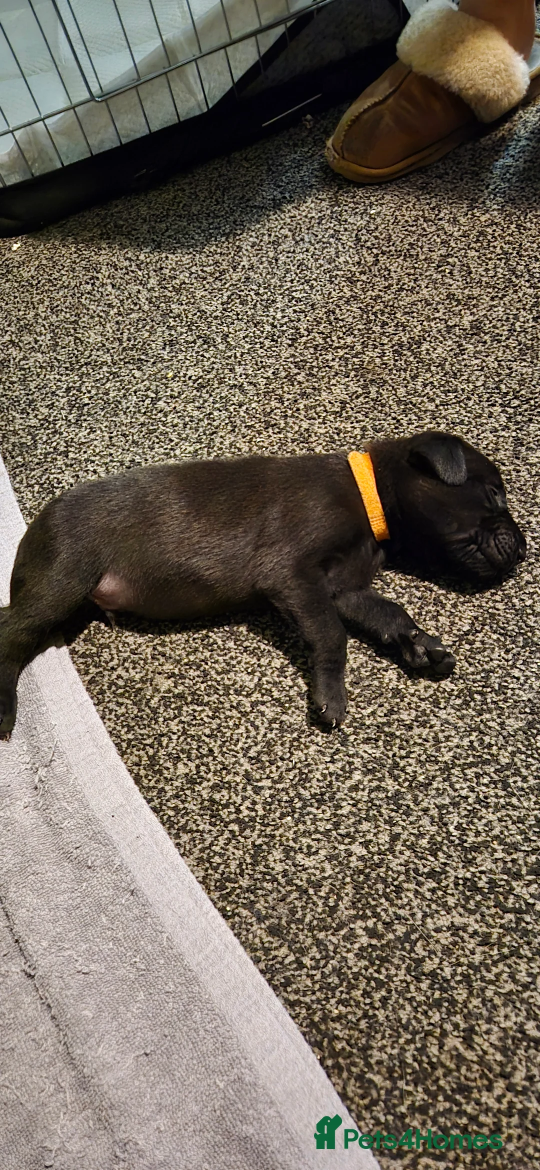 Mixed Breed dogs for sale: Belgian shepherd x weimaraner - Advert 10