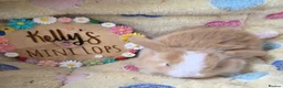 Mini Lop rabbits for sale: Purebred Mini Lops 🐰  - Advert 3