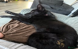 German Shepherd dogs for sale: Black female GSD 7month  - Image 3