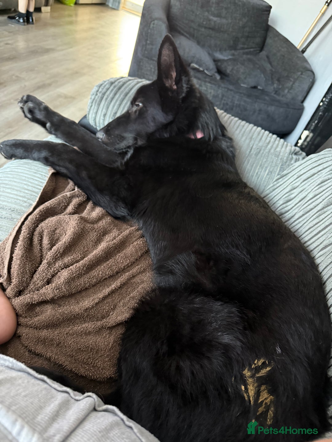 German Shepherd dogs for sale: Black female GSD 7month  - Image 3