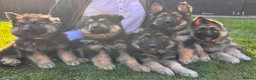 German Shepherd dogs for sale: 5 boy German shepherd puppies  - Advert 24