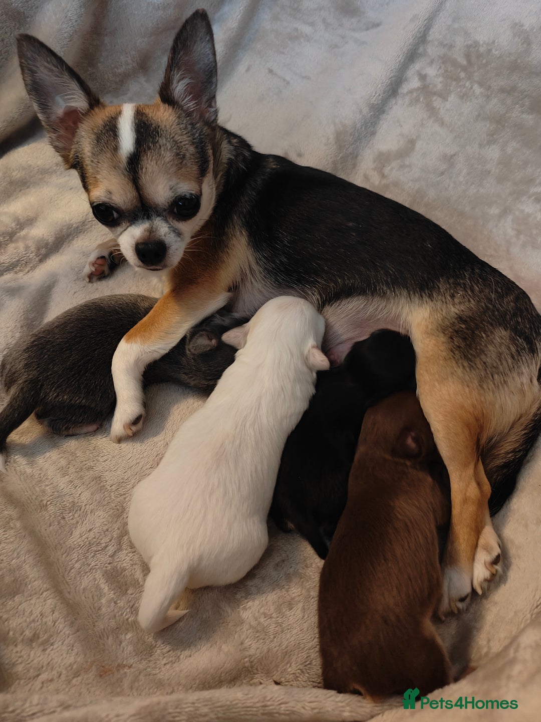 Chihuahua dogs for sale: 🪻 Beautiful Chihuahua Puppies 🪻 - Advert 13
