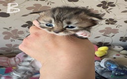Mixed Breed cats for sale: Beautiful tabby kittens - Image 5