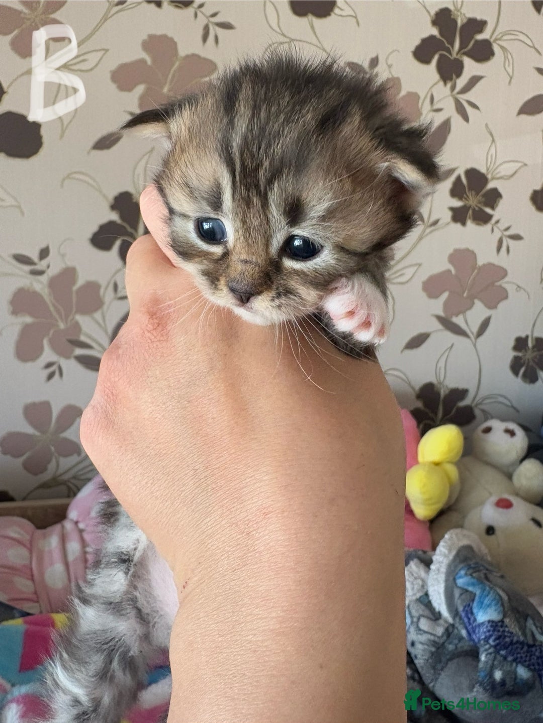 Mixed Breed cats for sale: Beautiful tabby kittens - Image 5