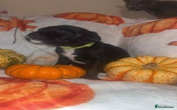 Mixed Breed dogs for sale: Springer cross puppies  - Image 3