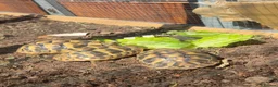Hermann Tortoise reptiles for sale: 3x 1 year old Hermann tortoises - Advert 1