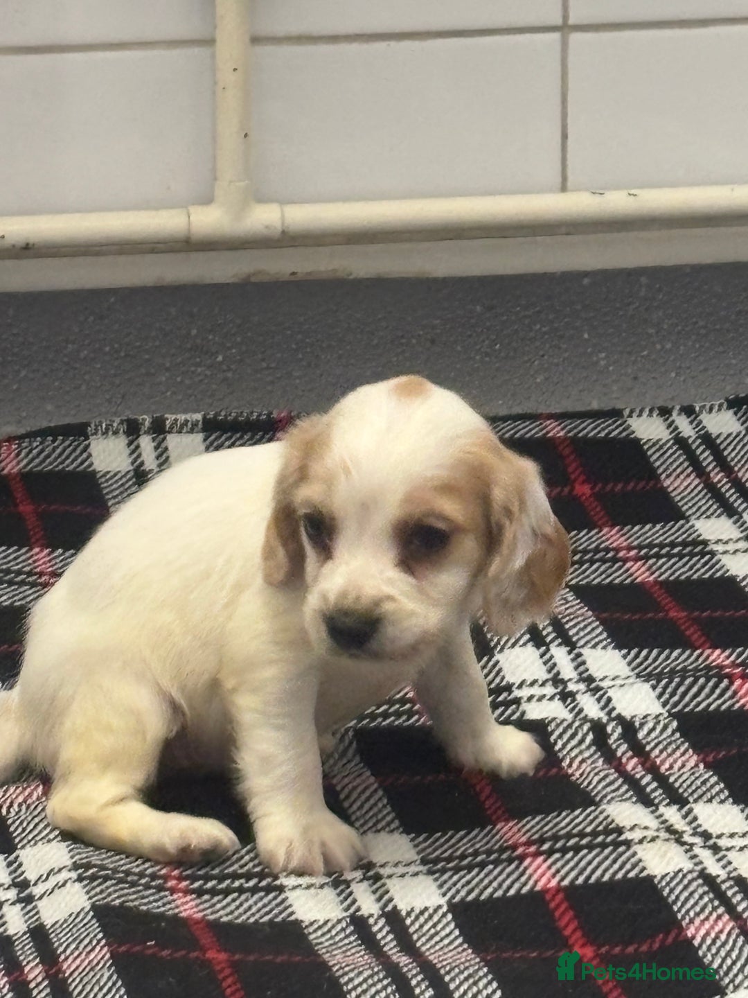Cocker Spaniel dogs for sale: Adorable Show type cocker spaniel puppy’s  - Image 21