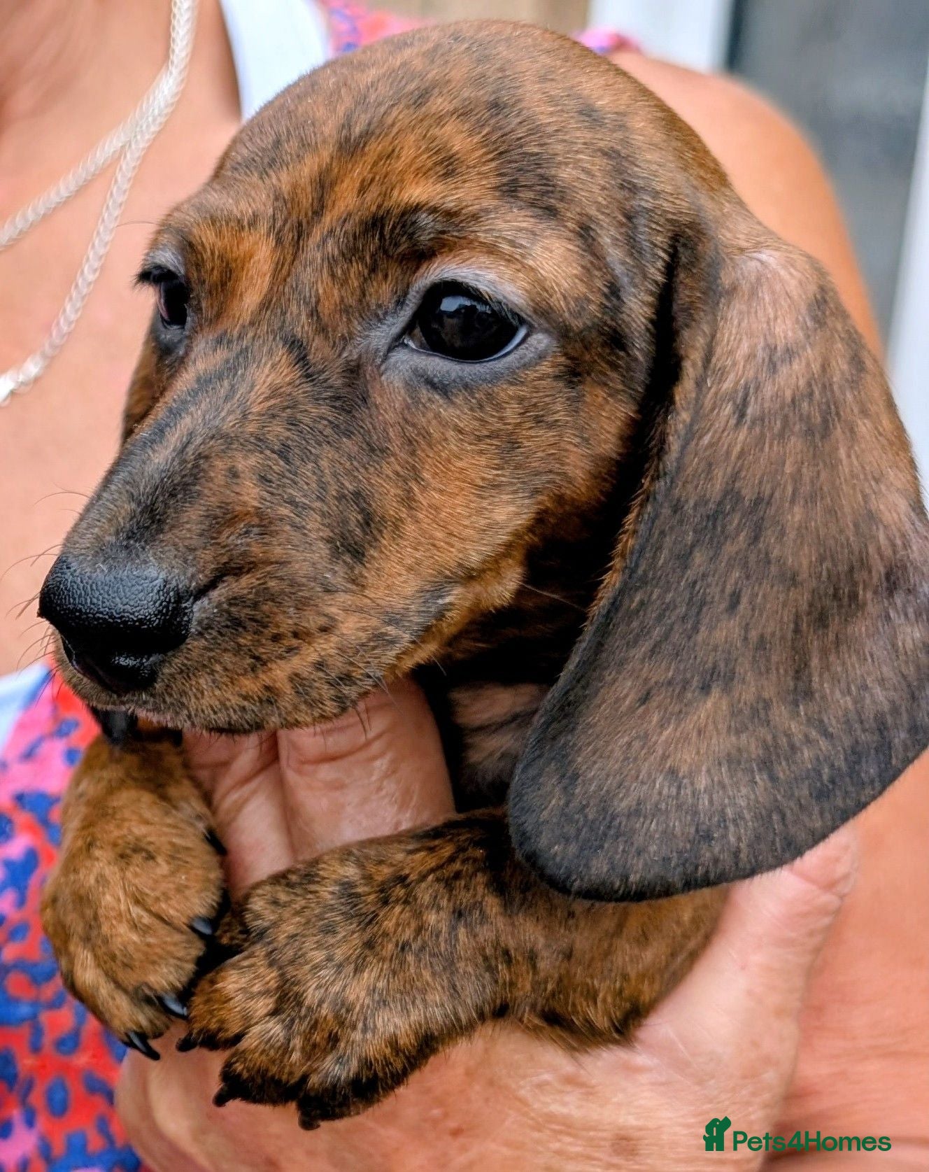 Miniature Dachshund dogs Miniature Brindle Dachshund Puppies - Advert 2