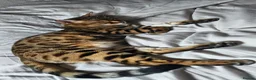 Bengal cats for sale: A very special home wanted for Astrid in Salford - Advert 2