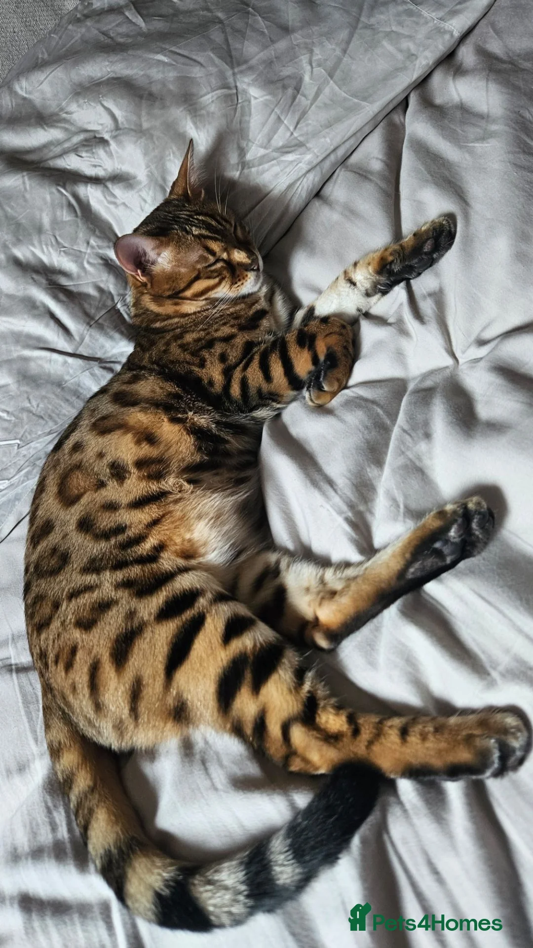 Bengal cats for sale: A very special home wanted for Astrid in Salford - Advert 2