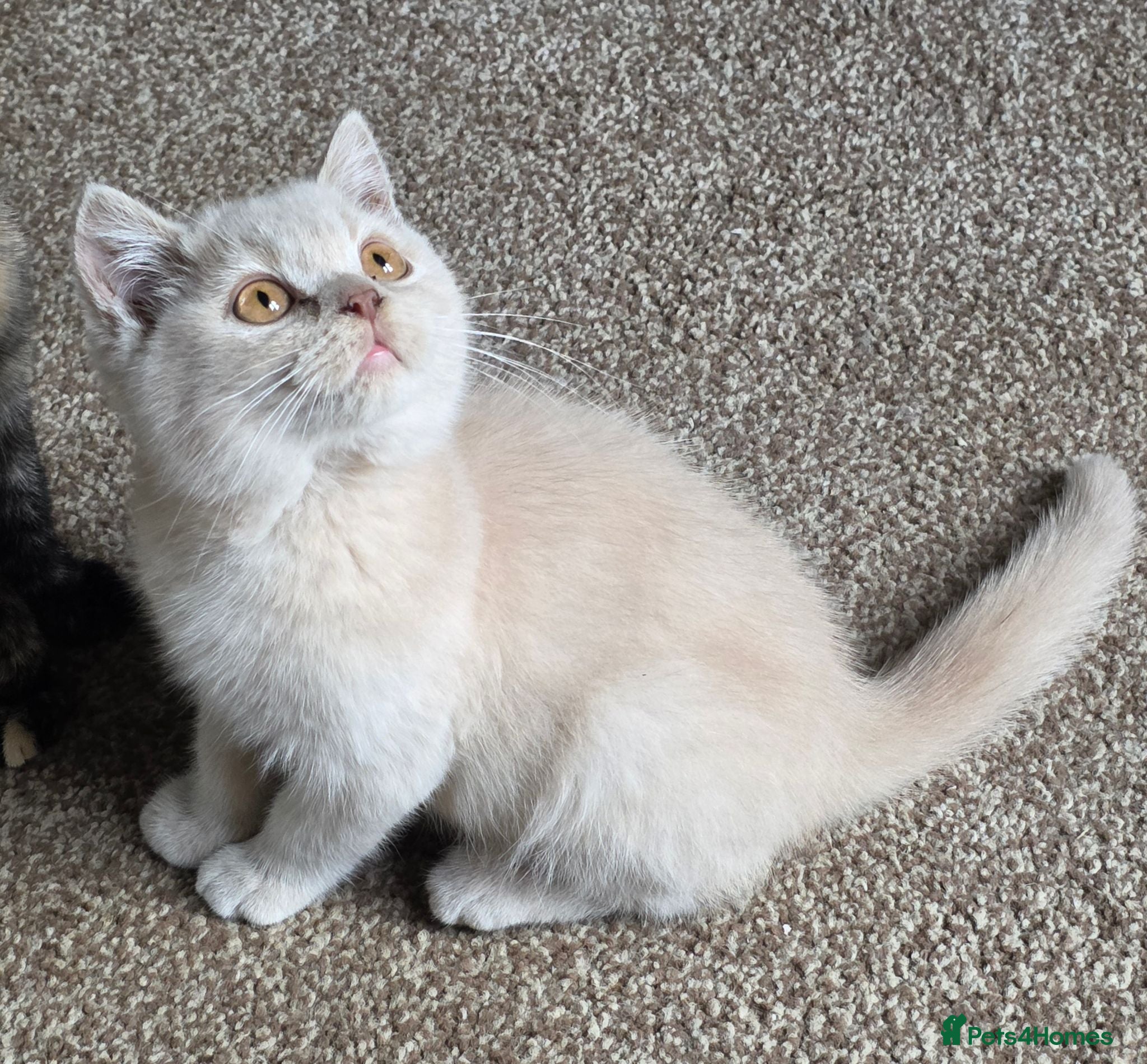 British Shorthair cats Beautiful BSH Kittens - Advert 9