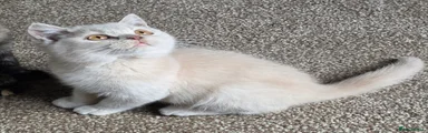 British Shorthair 4