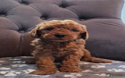 Cockapoo dogs for sale: Cockapoo puppies  - Image 21