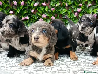 Miniature Dachshund dogs STUNNING LH /SMOOTH MINI KC REG PRA CLR - Advert 2