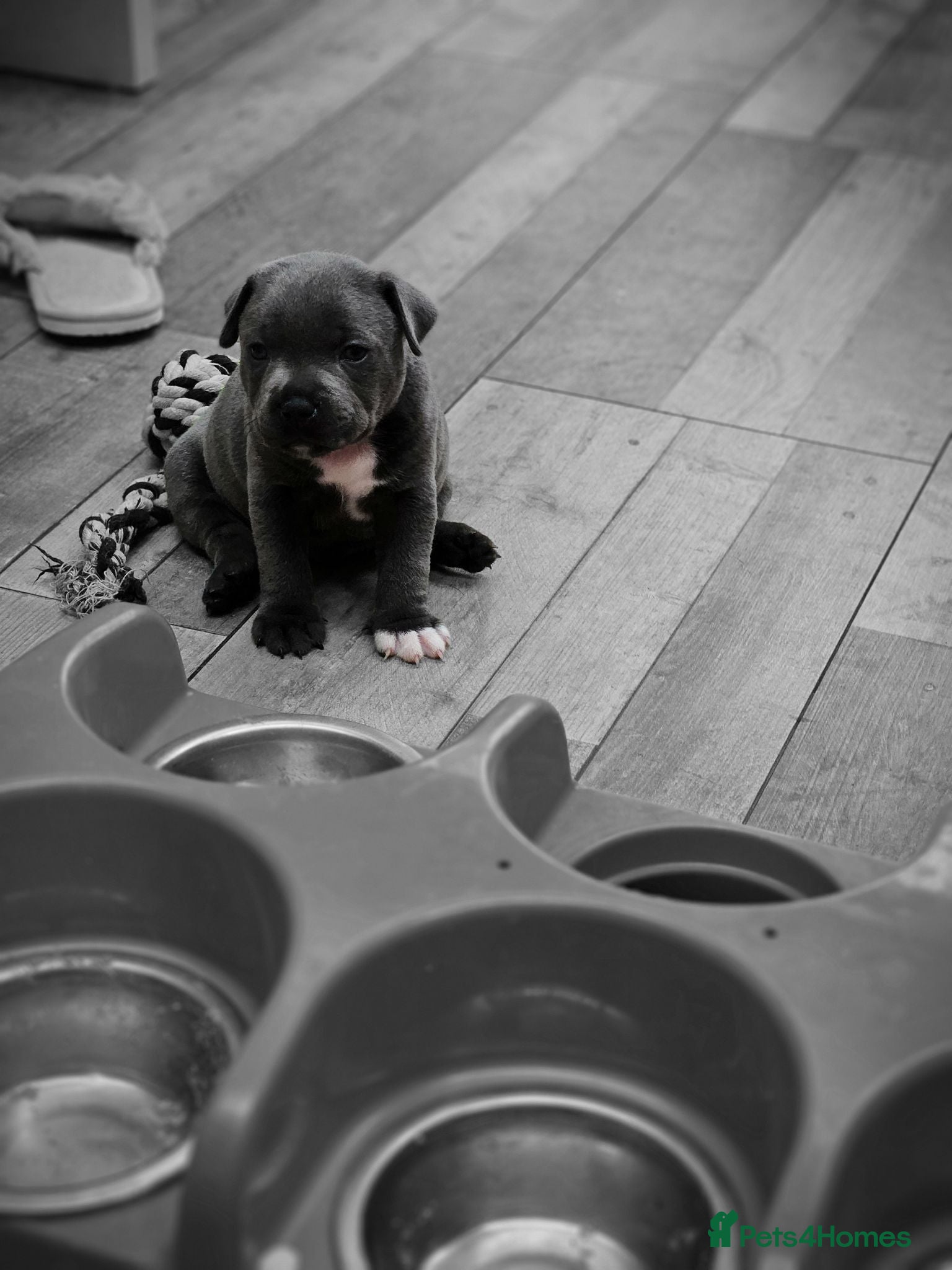 Staffordshire Bull Terrier dogs Stunning kc reg staffs - Advert 7