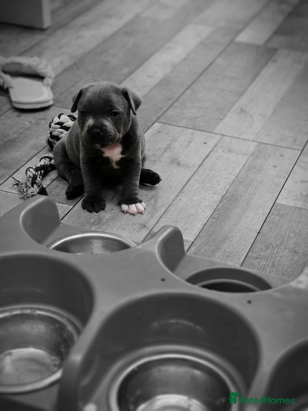 Staffordshire Bull Terrier dogs for sale: Stunning kc reg staffs in Ramsgate - Advert 1