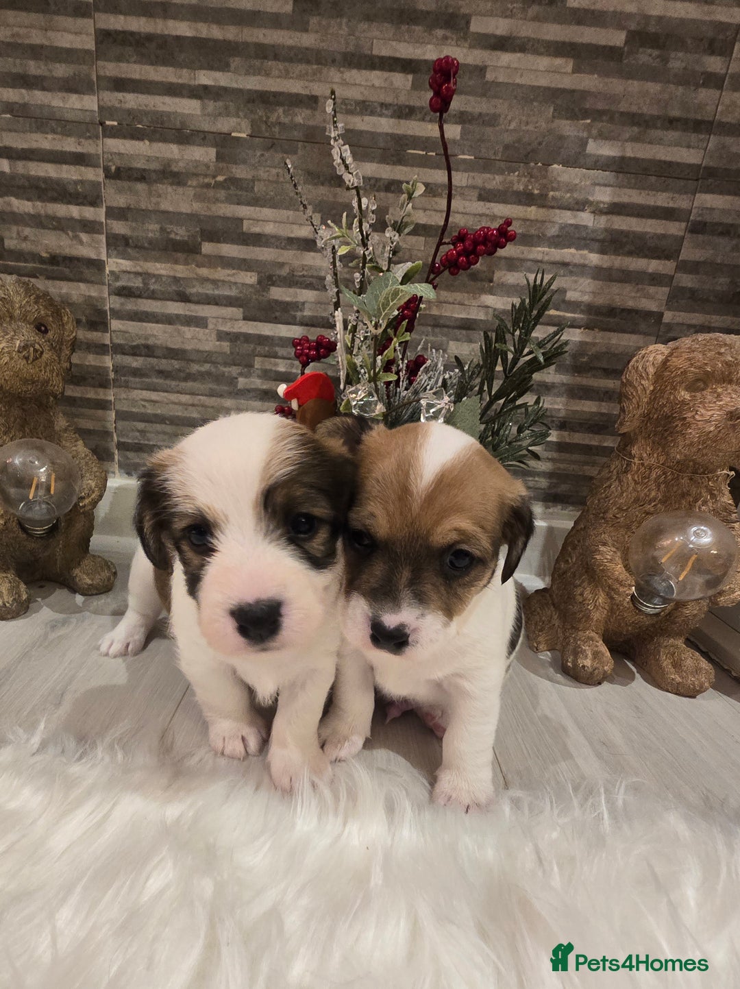 Mixed Breed dogs for sale: Five beautiful Jack Russel puppies for sale - Advert 17