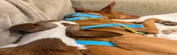 Ibizan Hound dogs for adoption: Cati a lovely calm girl who loves other dogs  - Advert 14
