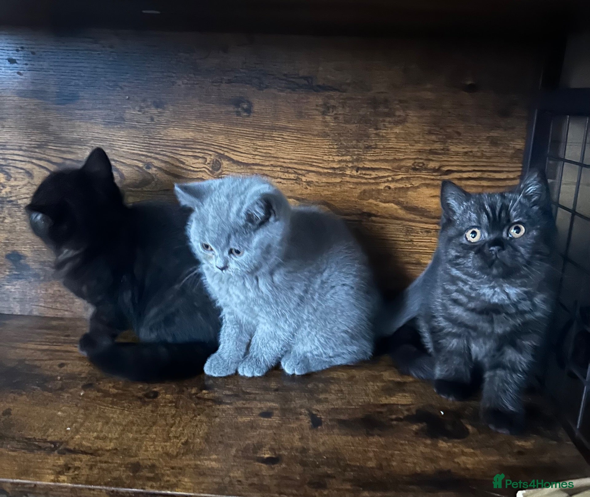 British Shorthair cats for sale: British Shorthair KITTENS  - Advert 1