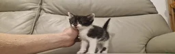 Mixed Breed cats for sale: Stunning tuxedo purebred female  - Advert 3
