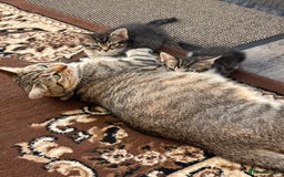 British Shorthair cats for sale: Little cat - Image 4