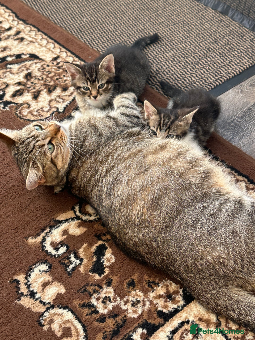 British Shorthair cats for sale: Little cat - Image 4