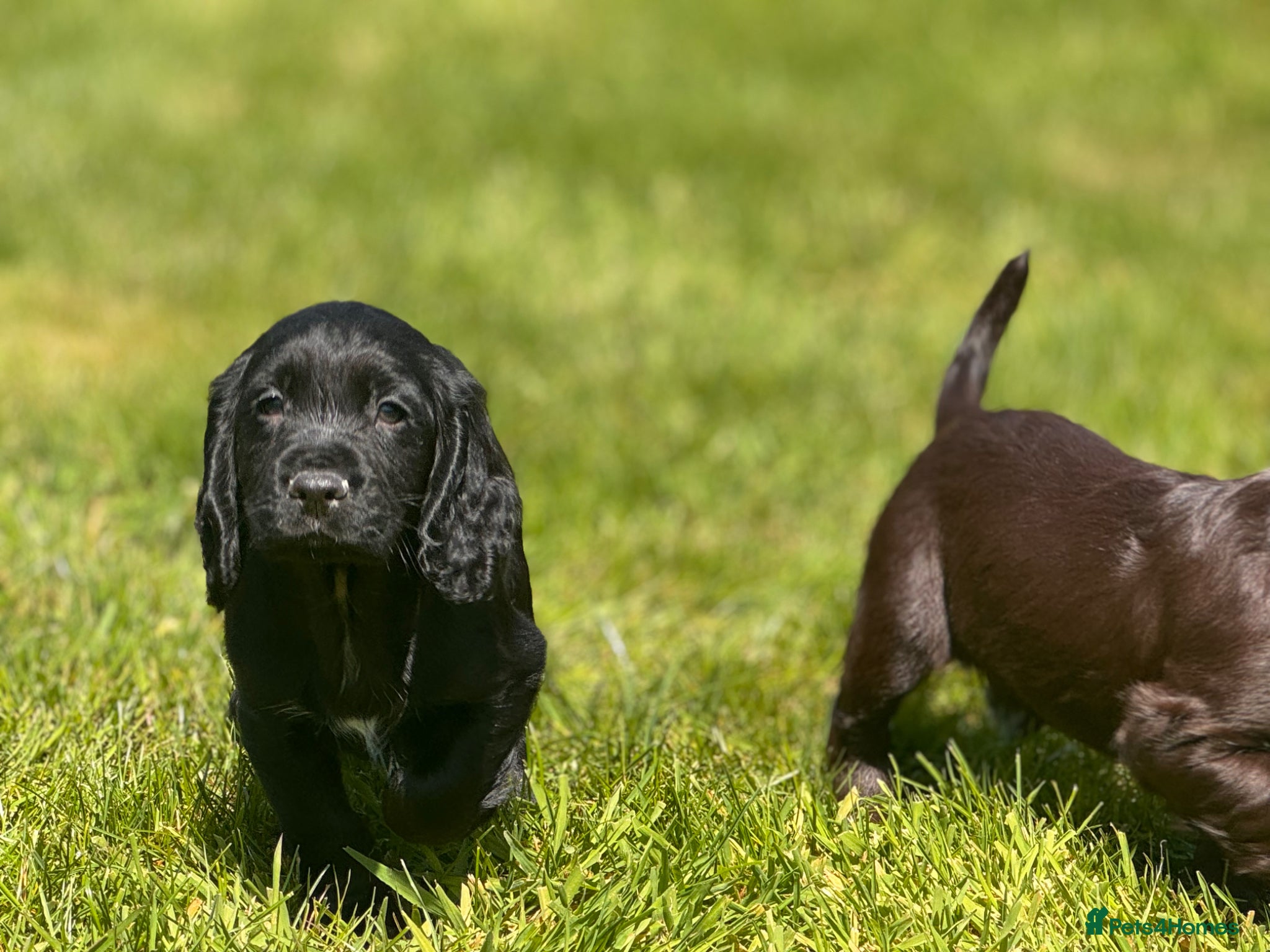 Cocker Spaniel dogs Fully Heath tested Working cockers spaniel  - Advert 12