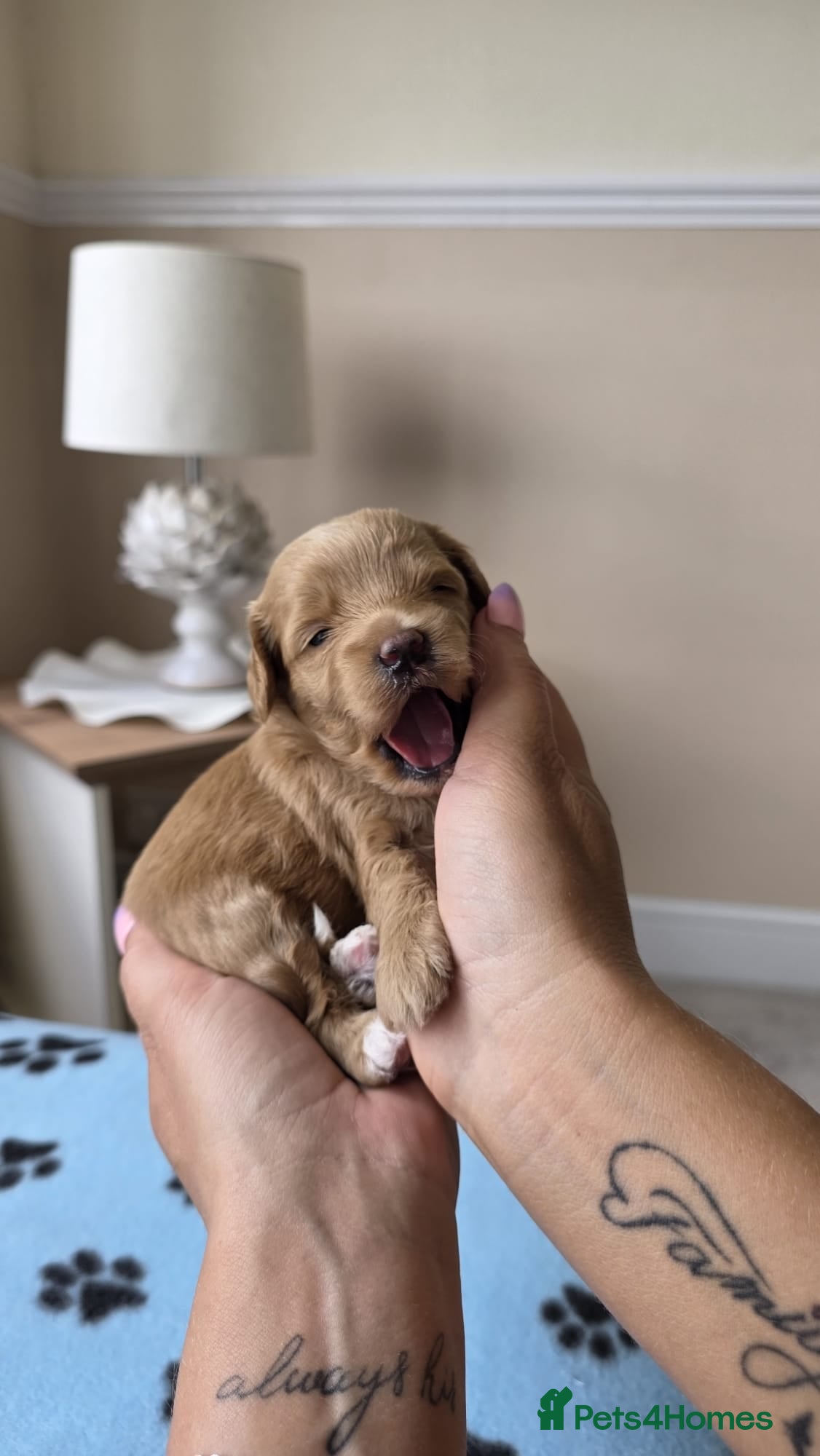 Maltipoo dogs  Adorable Tiny Toy Maltipoo puppies 🐶 - Advert 2