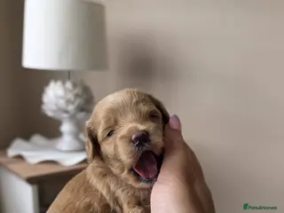 Maltipoo dogs Adorable Tiny Toy Maltipoo puppies 🐶 - Advert 1