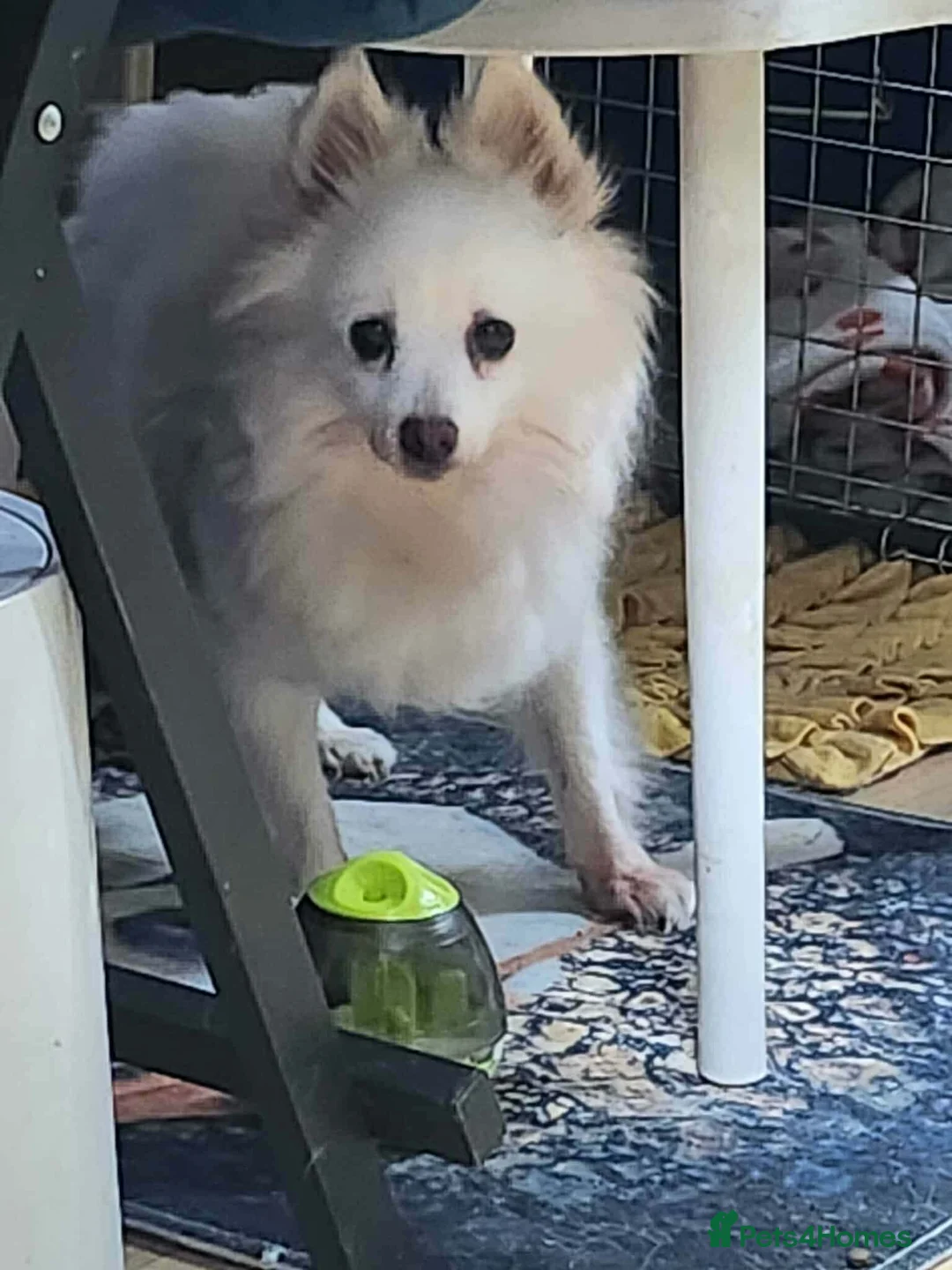 Japanese Spitz dogs for adoption: Snow is 6 year spitz type meat trade survivor  - Advert 3