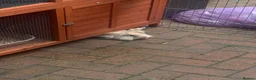 Lionhead rabbits for sale: Lionhead rehome in Solihull - Advert 5