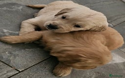 Golden Retriever dogs for stud: Gorgeous KC registered Golden Retriever stud dog  in Chesterfield - Image 16