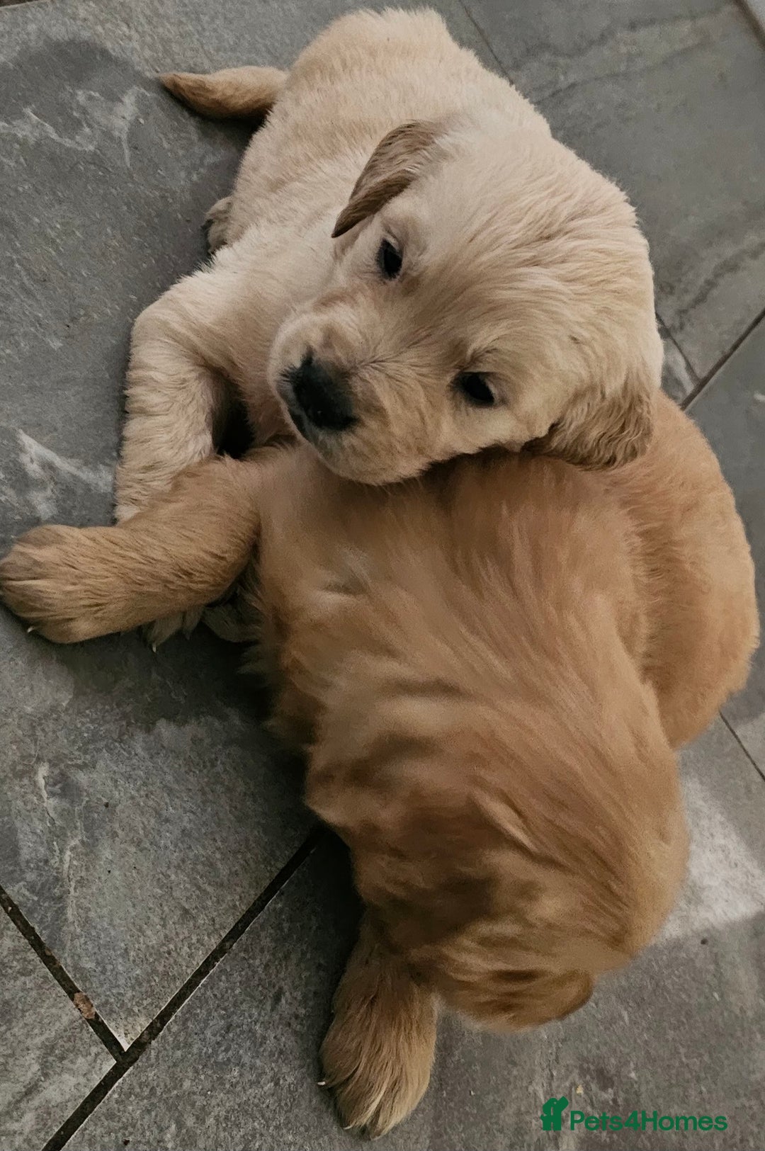 Golden Retriever dogs for stud: Gorgeous KC registered Golden Retriever stud dog  in Chesterfield - Image 16