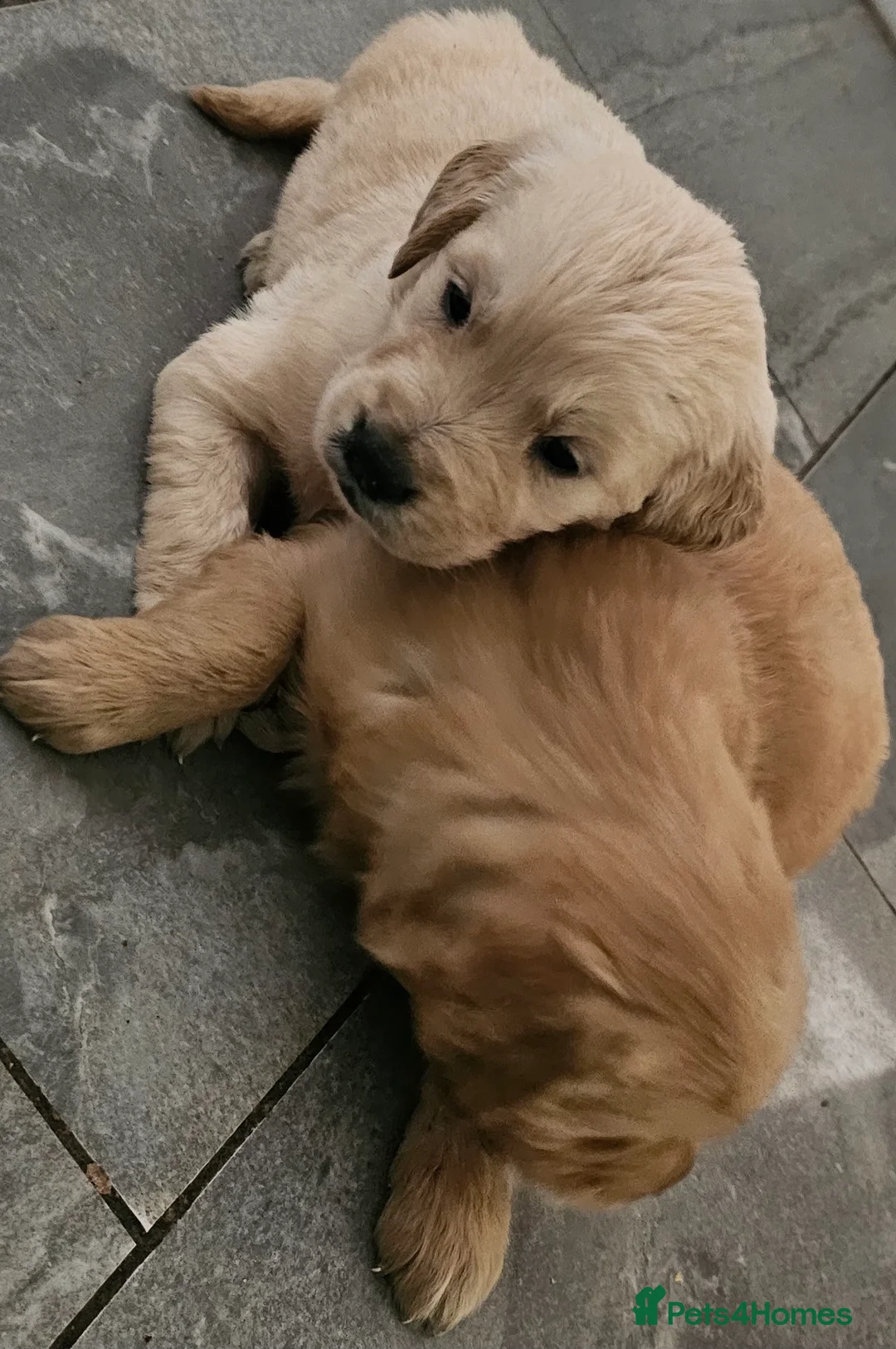 Golden Retriever dogs for stud: Gorgeous KC registered Golden Retriever stud dog  in Chesterfield - Advert 16