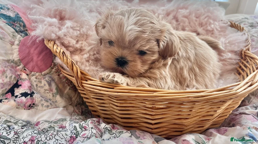 Shih Tzu dogs for sale: Imperial Shih Tzu puppies in Dorchester - Advert 3