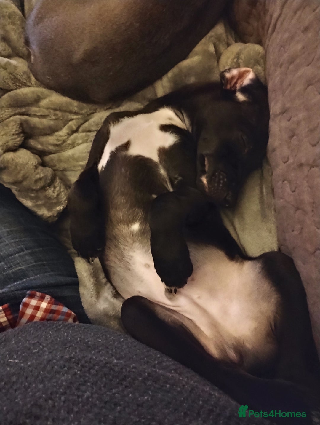 Mixed Breed dogs for sale: Woorier Pup  - Advert 2