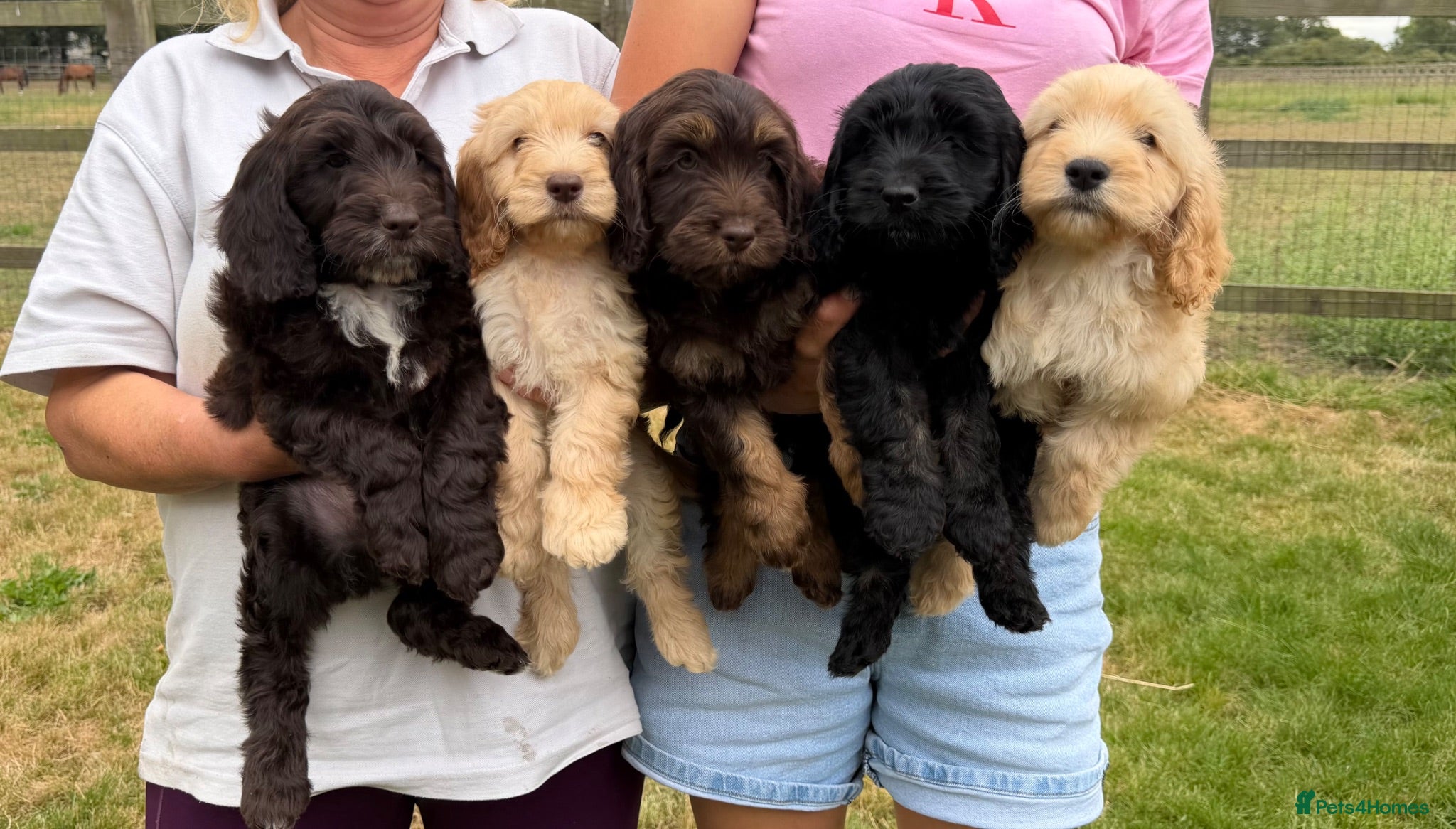 Cockapoo dogs Stunning F1 Cockapoos looking for 5⭐️ homes!  - Advert 1