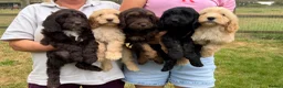 Cockapoo dogs for sale: Stunning F1 Cockapoos looking for 5⭐️ homes!  - Advert 2