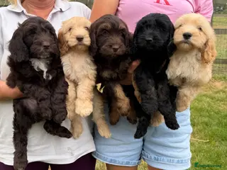 Cockapoo dogs Ready to go! Stunning F1 Cockapoos 5⭐️🏡 only. - Advert 2